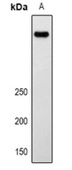 LRP2/Megalin Antibody