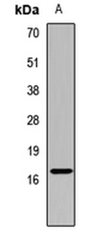 AIF1/IBA1 Antibody