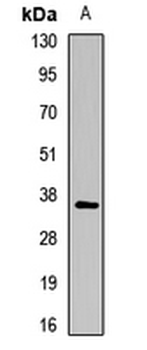 CTSS/Cathepsin S Antibody