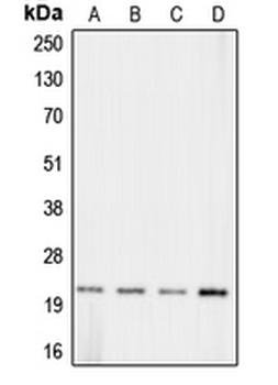 CLDN11/Claudin 11 Antibody