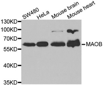 MAOB/Monoamine Oxidase B Antibody