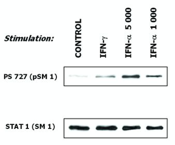 STAT1 Antibody