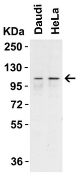 IFIH1/MDA5 Antibody
