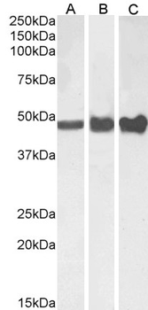 GFAP Antibody