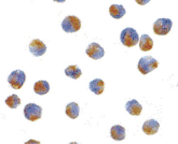 Apg7/ATG7 Antibody