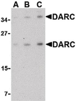 ACKR1/DARC Antibody