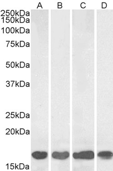 AIF1/IBA1 Antibody