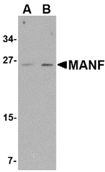 MANF/ARMET Antibody