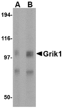 GRIK1/GLUR5 Antibody