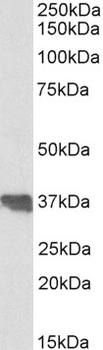 CLU/Clusterin Antibody
