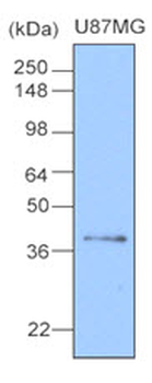 CLU/Clusterin Antibody