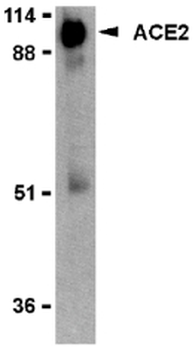 ACE2/ACE-2 Antibody