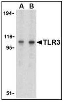 TLR3 Antibody