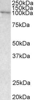 VAV3 Antibody