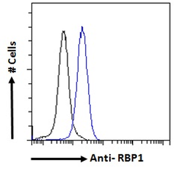 RBP1/CRBP Antibody