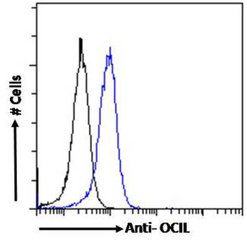 CLEC2D/OCIL/LLT1 Antibody