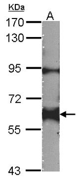 YES1/c-Yes Antibody