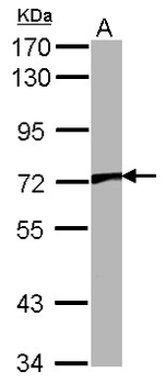 VRL1/TRPV2 Antibody