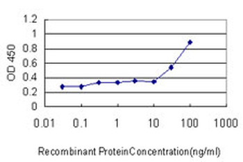 CBFA1/RUNX2 Antibody
