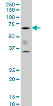 CBFA1/RUNX2 Antibody
