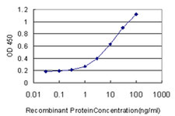 CBFA1/RUNX2 Antibody