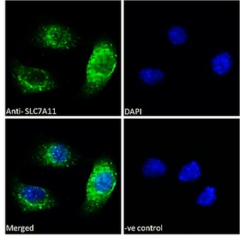 SLC7A11/XCT Antibody