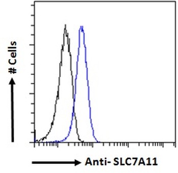 SLC7A11/XCT Antibody