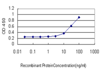 MBNL1/MBNL Antibody