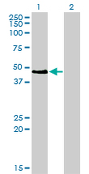 PAX2 Antibody