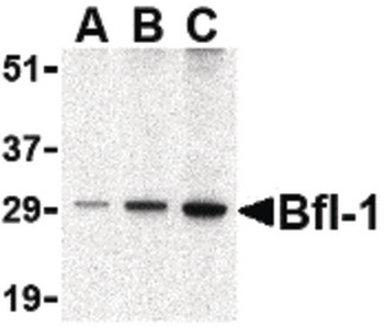 BCL2A1 Antibody