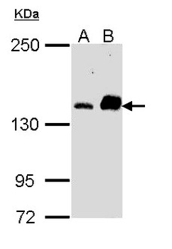 CARMA1/CARD11 Antibody