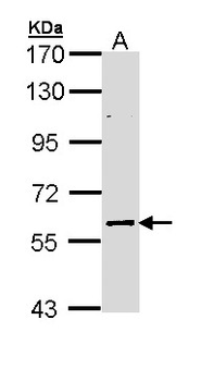 ELP3 Antibody