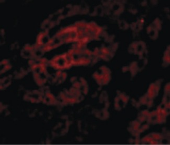 HAAO Antibody