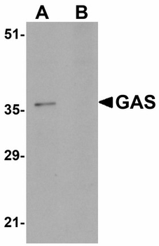 PAGR1/C16orf53 Antibody
