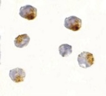 OVGP1/Oviductin Antibody