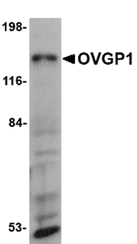 OVGP1/Oviductin Antibody