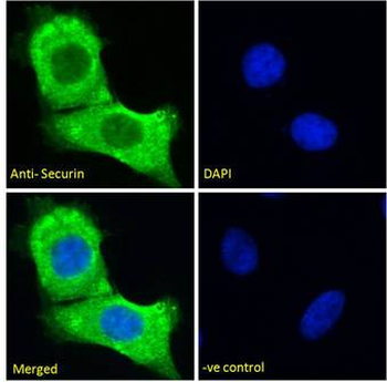 Securin/PTTG1 Antibody