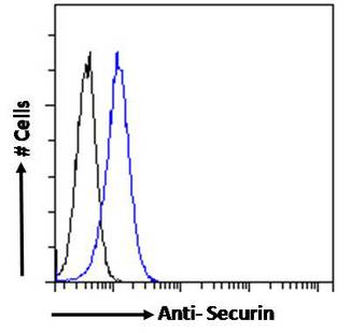 Securin/PTTG1 Antibody