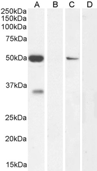 KCNN4/KCa3.1 Antibody