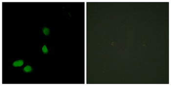 HMGN2 Antibody