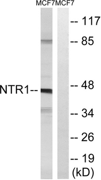 NTSR1/NTR Antibody