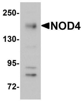NLRC5/NOD4 Antibody