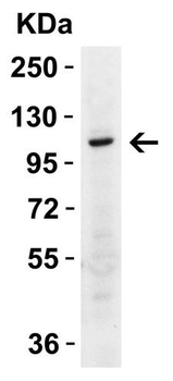 IPAF/NLRC4 Antibody