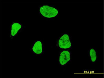 AML1/RUNX1 Antibody