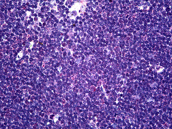 CD58 Antibody