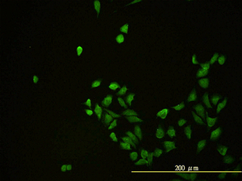 CD58 Antibody