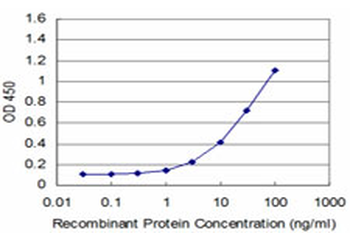EN1/Engrailed Antibody