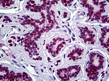 STAG2 Antibody