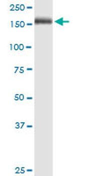 Mannose Receptor/CD206 Antibody