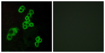 LPAR1/LPA1/EDG2 Antibody